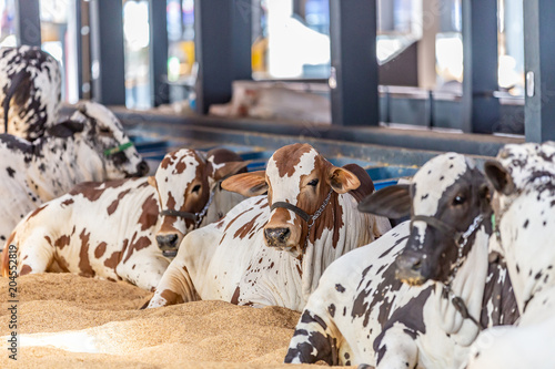 Brazilian Zebu elite cattle in a exhibition park photo