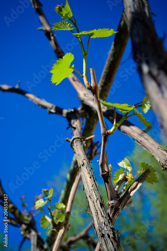 vine