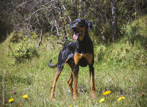  a doverman dog standing with his tongue out in the grass watching the horizon