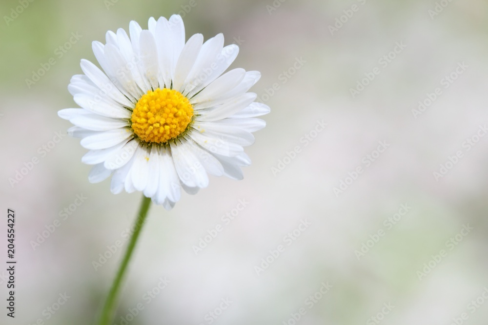Obraz premium Daisy flower on blurry background