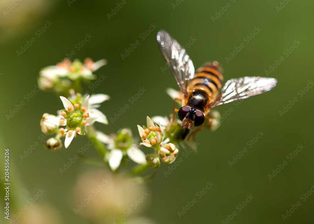 Schwebfliege auf Blüte