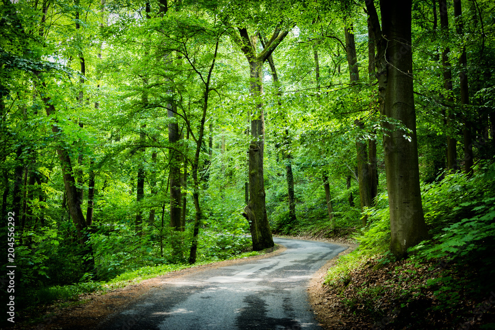 Obraz premium Road in summer forest