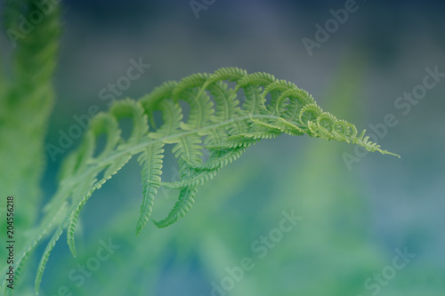 Curly navy fern frond in spring forest with sunrise as natural foliage pattern background