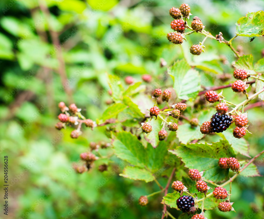 Ripening of the blackberries Ripening of the blackberries