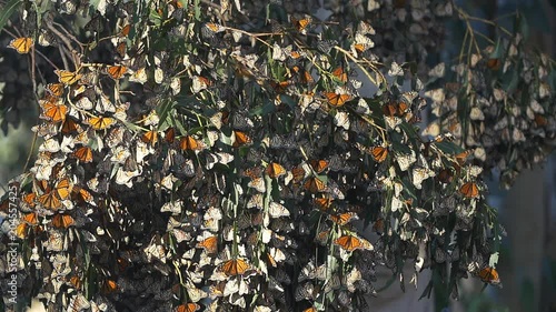 Monarch Butterflies Migration