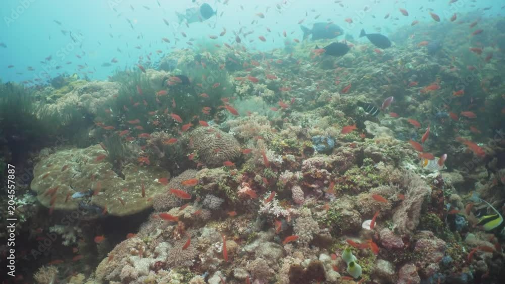 Fish and coral reef at diving. Wonderful and beautiful underwater world with corals and tropical fish. Hard and soft corals. Philippines, Mindoro. Diving and snorkeling in the tropical sea. Travel