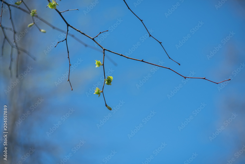 Small green buds of trees on a background of blue sky, spring, Moscow. Small green buds of trees on a background of blue sky, spring, Moscow.