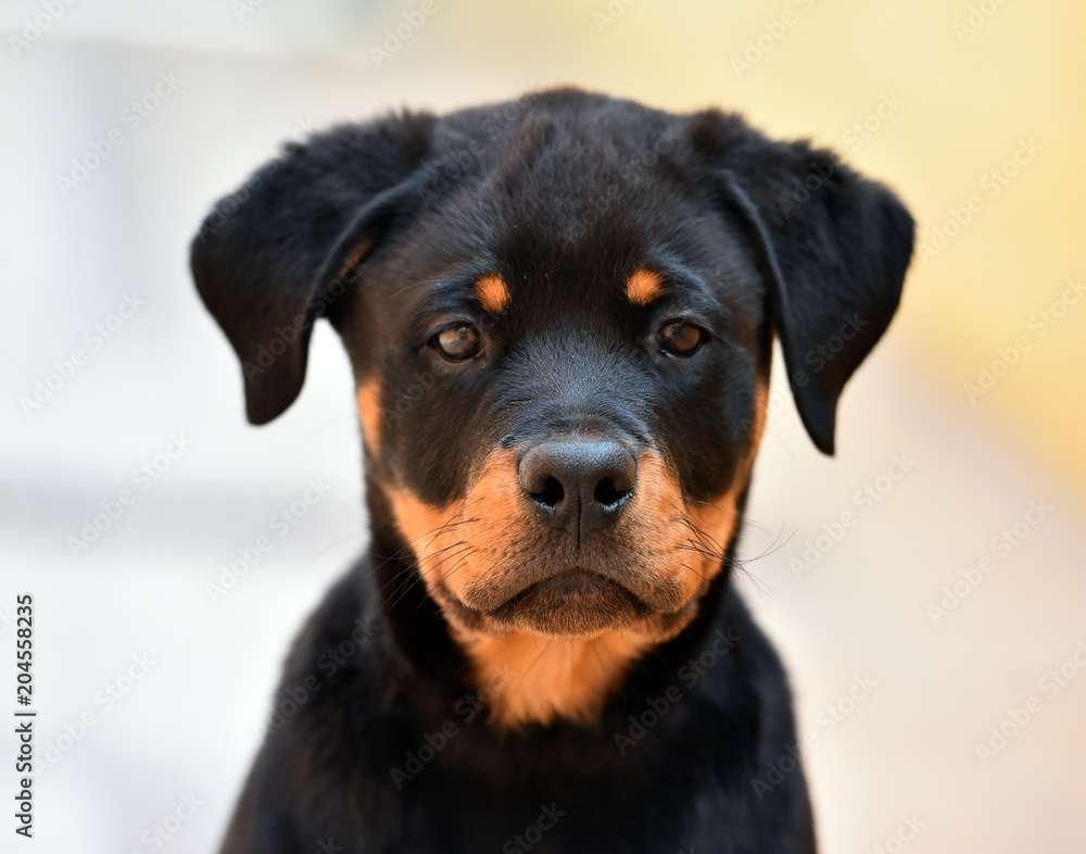 rottweiler rottweiler