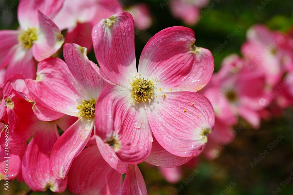 Close-up of a pink dogwood (cornus) flower on the tree in the spring Close-up of a pink dogwood (cornus) flower on the tree in the spring