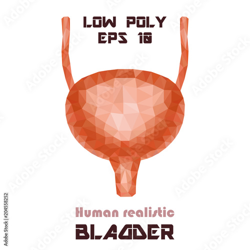 Urinary bladder system with ureter and urethra. Realistic 3d low poly human organ.