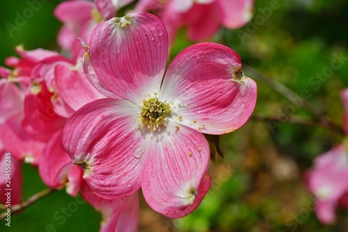 Close-up of a pink dogwood (cornus) flower on the tree in the spring © eqroy