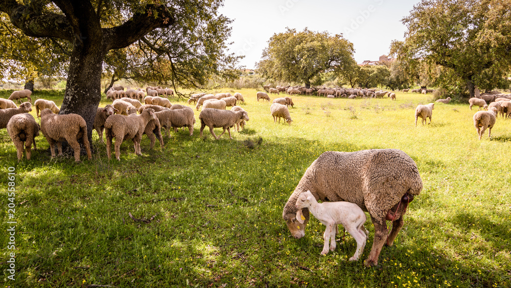 Fototapeta premium Young lamb newborn, with his mother in the field, between boil it