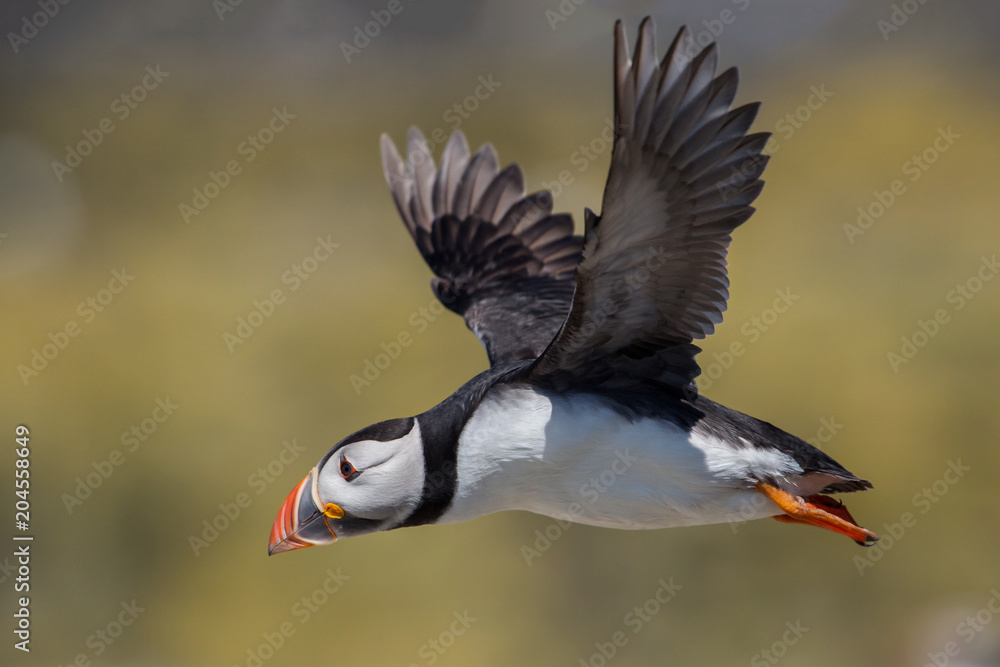 Puffin in flight (Fratercula arctica), Farne islands, Scotland Puffin in flight (Fratercula arctica), Farne islands, Scotland