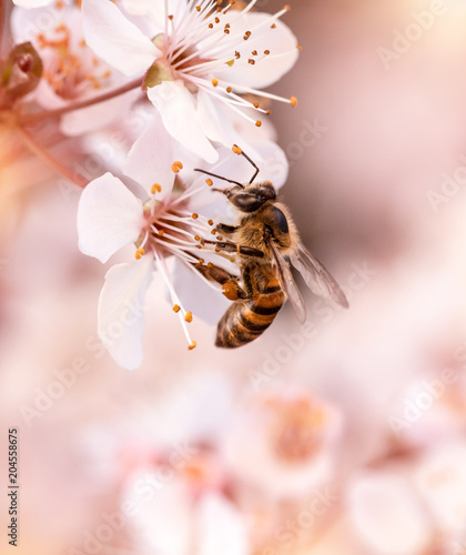 Little bee pollinates cherry flowers