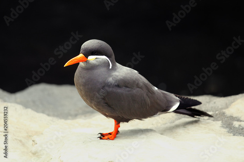 The Inca tern (Larosterna inca) sitting on the rock in the shore with black background © Karlos Lomsky