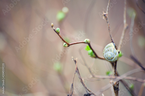 Spring branch with green leaves and snail on blurry background