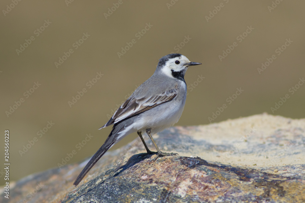 Fototapeta premium Wagtail shot close-up.
