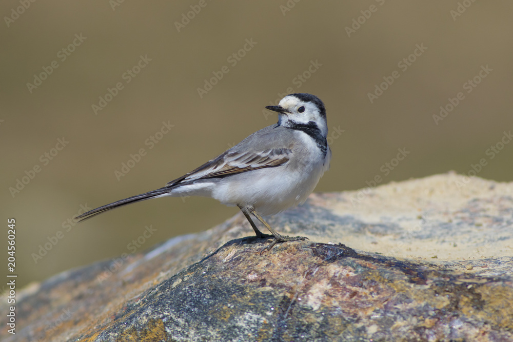Wagtail shot close-up. Wagtail shot close-up.