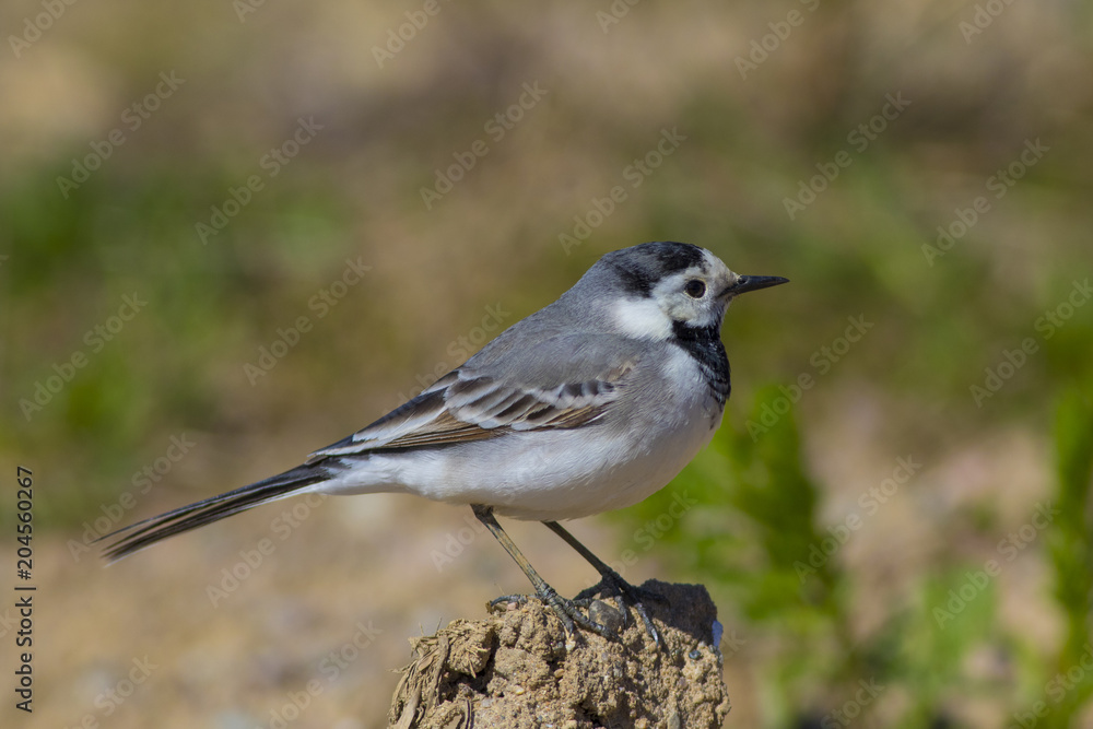 Wagtail shot close-up. Wagtail shot close-up.