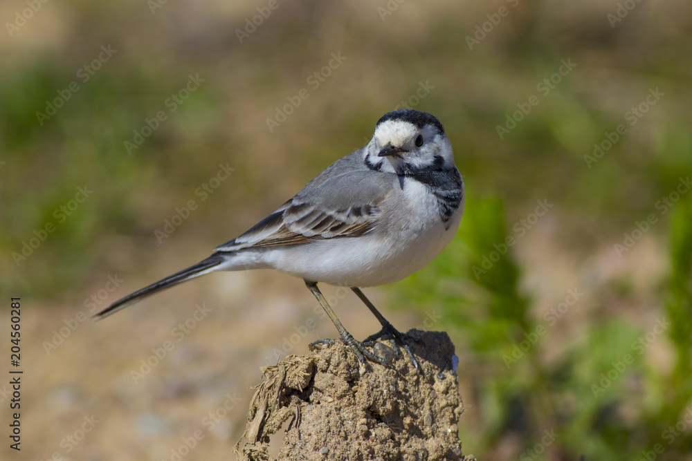 Obraz premium Wagtail shot close-up.