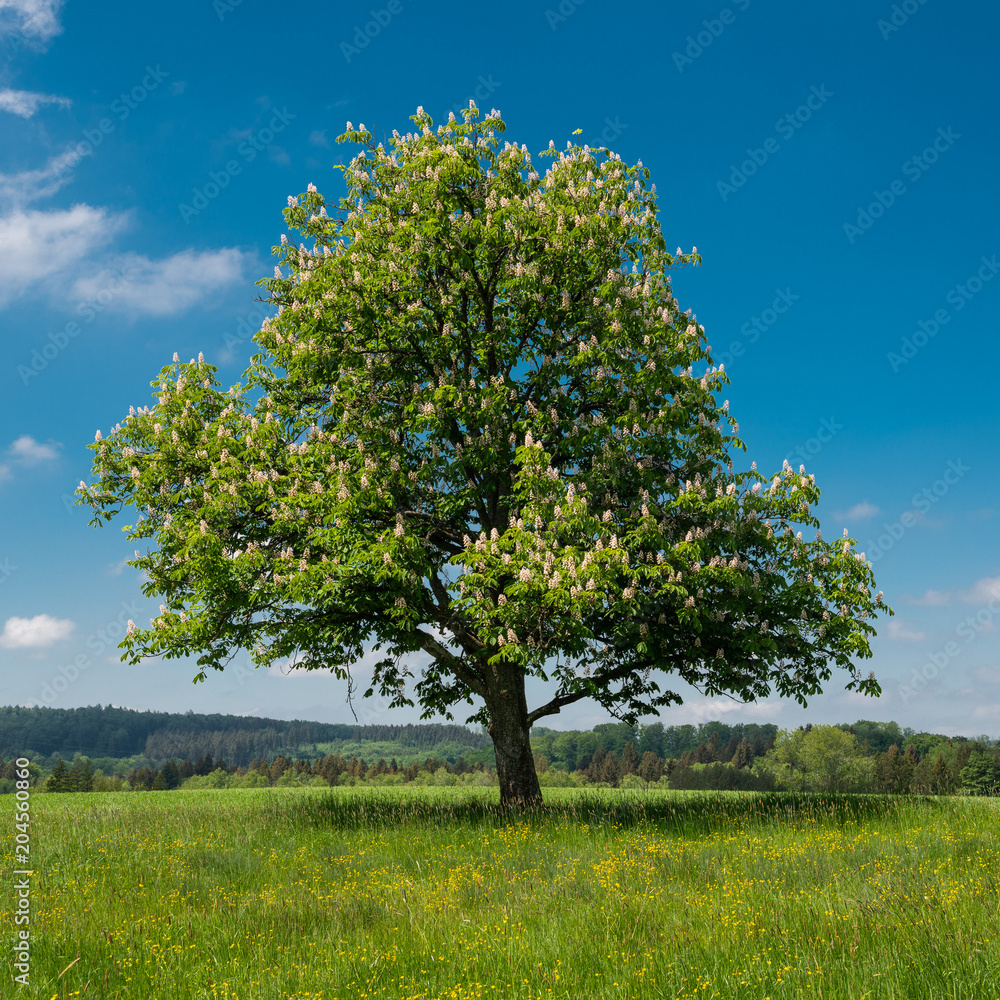 Obraz premium Chestnut Tree in Full Bloom on a small Hill
