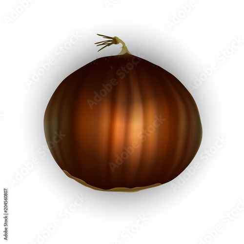 Spanish sweet chestnut. Castanea sativa.