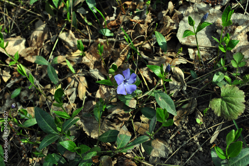 Vinca major (bigleaf periwinkle, large periwinkle, greater periwinkle, blue periwinkle) flower, grassand dry leaves background