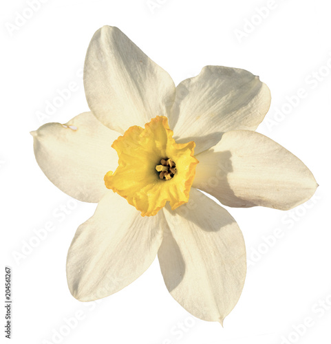 Fototapeta Naklejka Na Ścianę i Meble -  One narcissus flower isolated on white background