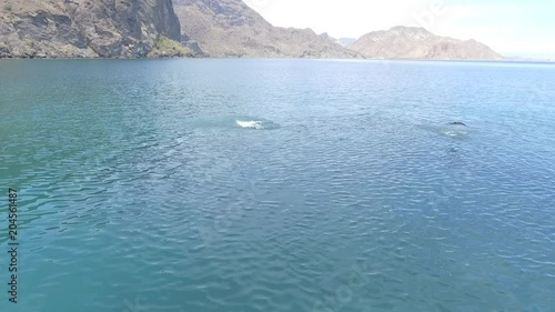 mobula rays, sea of cortez, mexico