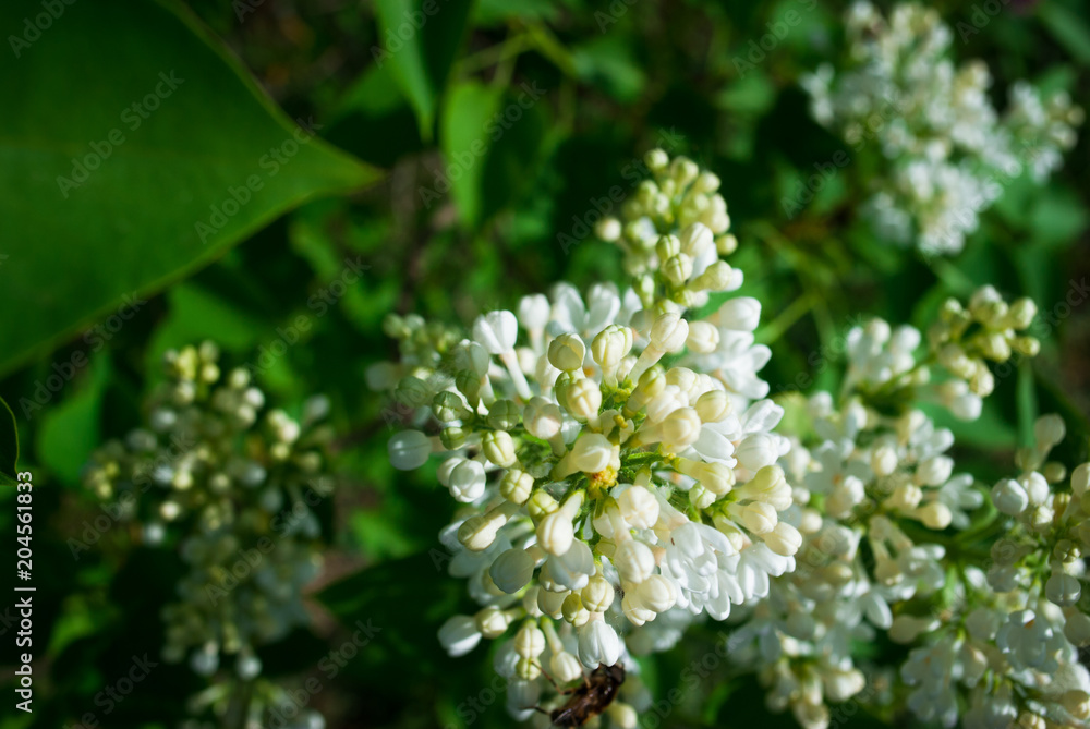 Spring branch of blossoming lilac. White lilac Spring branch of blossoming lilac. White lilac