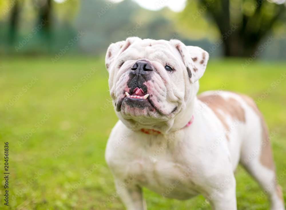 A purebred English Bulldog with an underbite