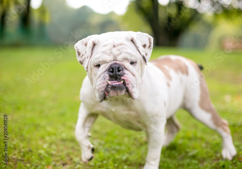 A purebred English Bulldog with an underbite © Mary Swift