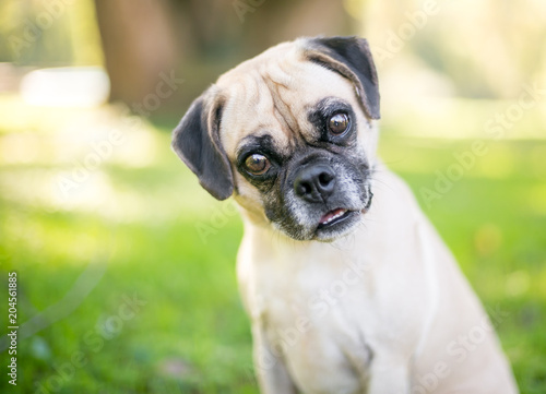 A Pug/Beagle mixed breed dog listening with a head tilt