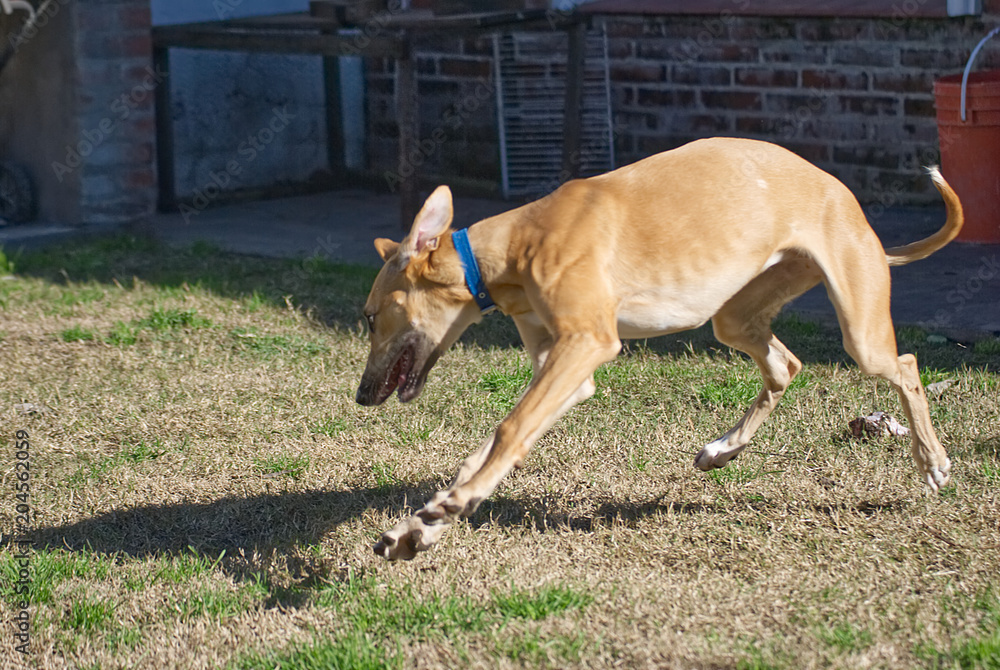 Young galgo playing happy outdoor in autumn