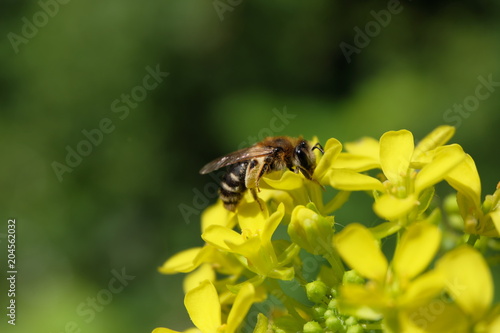 Bee and yellow blossom - Stockphoto