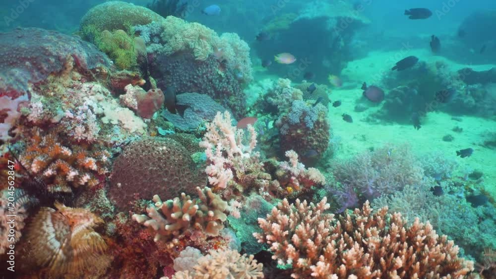 Tropical fish on coral reef at diving. Wonderful and beautiful underwater world with corals and tropical fish. Hard and soft corals. Philippines, Mindoro. Tropical fish on coral reef at diving. Wonderful and beautiful underwater world with corals and tropical fish. Hard and soft corals. Philippines, Mindoro.