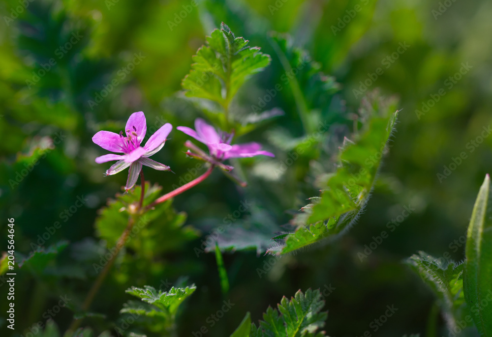 Beautiful violet flower among a thick green grass. Beautiful violet flower among a thick green grass.