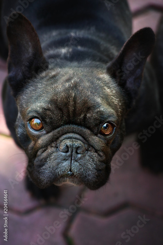 Black French Bulldog Garden  © jonicartoon