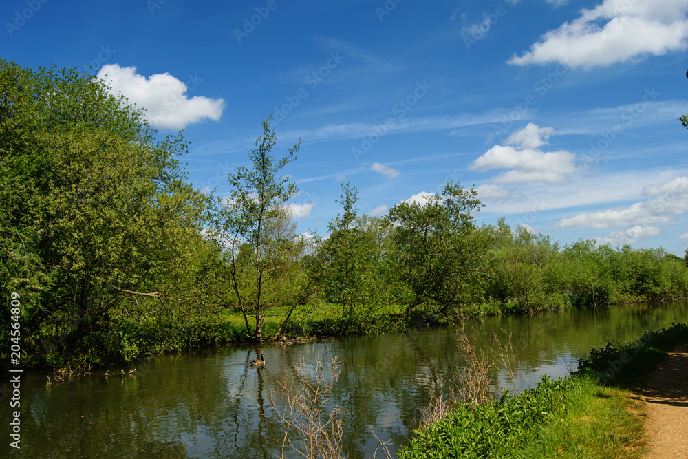 River with trees and grass on the bank. Scenic summer landscape