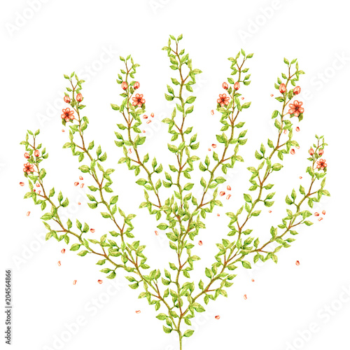 watercolor tree bush of thin branches with green leaves and tender light peach orange flowers with petals beautiful isolated on white background