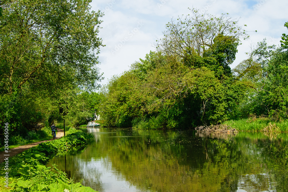 Fototapeta premium River and green trees. Countryside landscape in summer.