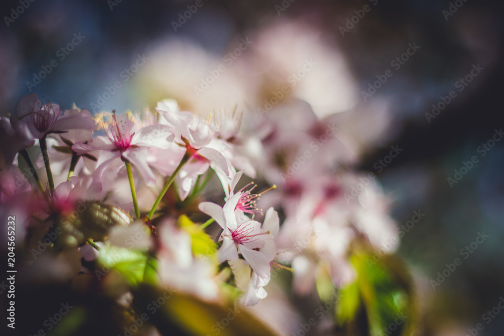 Fototapeta premium Pink sakura blossom branch close-up