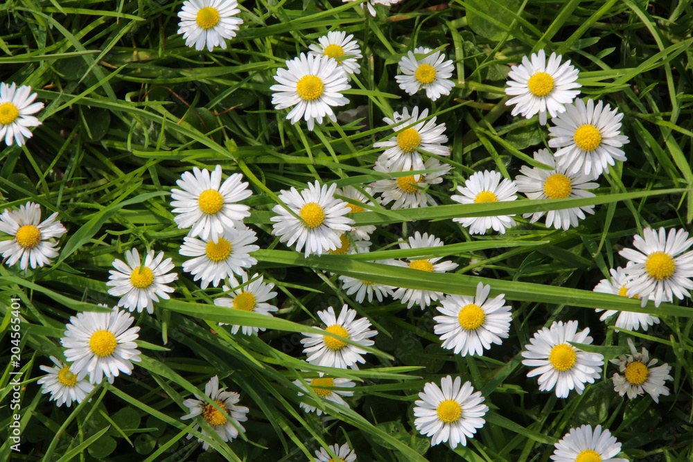 Fototapeta premium daisy in a meadow