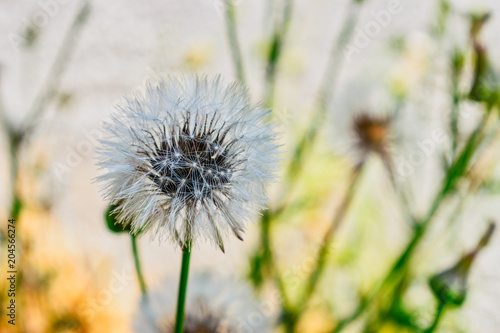 White fluffy dandelions on natural green blurred spring background. Selective focus.