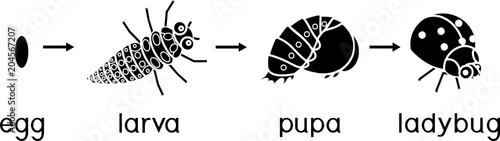 Life cycle of ladybug. Sequence of stages of development of ladybug from egg to adult insect