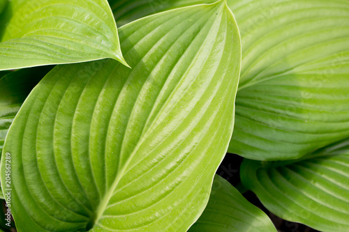 Hosta is growing in the garden. Large green leaves