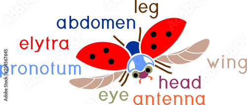 Parts of body of flying ladybug with titles. External structure of insect