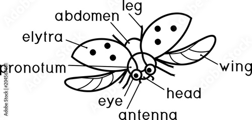External structure of insect coloring page. Parts of body of flying ladybug with titles