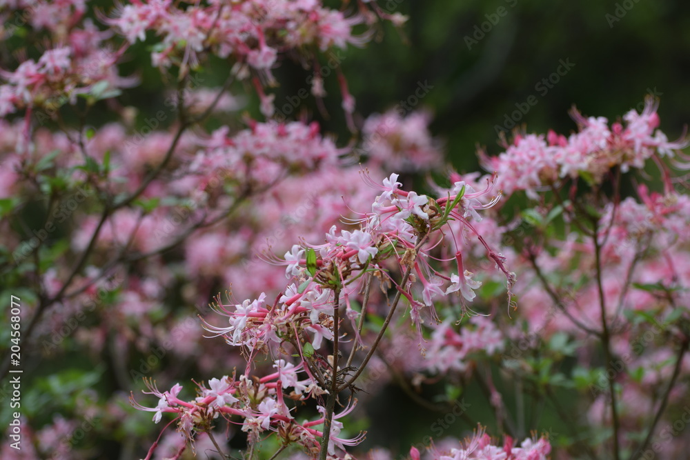 Pink Honeysuckle