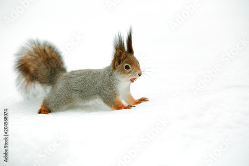Squirrel with nut in the snow © Andrey